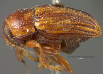 Media type: image;   Entomology 8397 Aspect: habitus lateral view